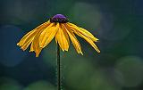 Droopy Black-eyed Susan_25651